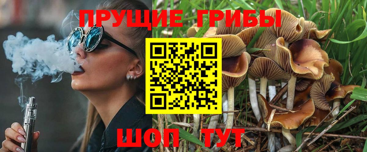 Галлюциногенные грибы Cubensis Балтийск